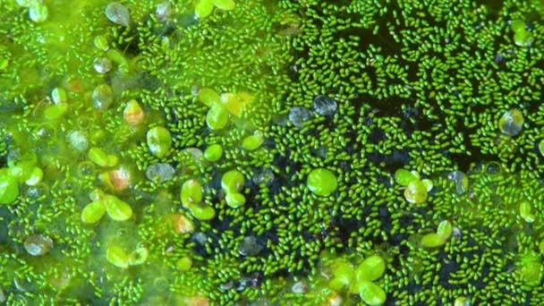 Makelloses Wassermehl Wurzellose Wasserlinsen Wolffia Arrhiza Und Wasserlinsen Lemna Turionifera — Stockvideo