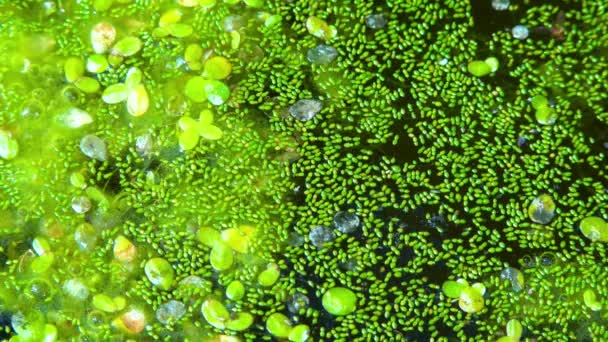淀んだ淡水池でのスポットのない水の食事 根のないダックウィード Wolffia Arrhiza とダックウィード Lemna Turionifera — ストック動画