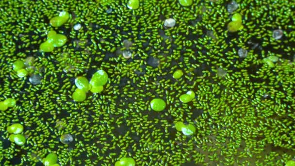 Υδατάλευρο Χωρίς Βούτυρα Rootless Duckweed Wolffia Arrhiza Και Duckweed Lemna — Αρχείο Βίντεο