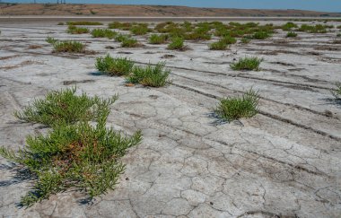 Yaygın cam kılıç, cam swort (Salicornia europaea), kurumuş tuzlu bir haliçin dibinde kırılmış yeryüzündeki tuza dayanıklı bitkiler