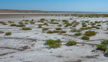 Yaygın cam kılıç, cam swort (Salicornia europaea), kurumuş tuzlu bir haliçin dibinde kırılmış yeryüzündeki tuza dayanıklı bitkiler