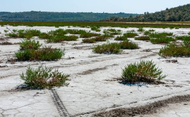 Yaygın cam kılıç, cam swort (Salicornia europaea), kurumuş tuzlu bir haliçin dibinde kırılmış yeryüzündeki tuza dayanıklı bitkiler