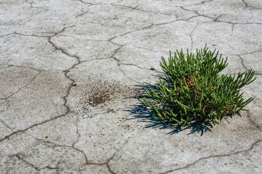 Yaygın cam kılıç, cam swort (Salicornia europaea), kurumuş tuzlu bir haliçin dibinde kırılmış yeryüzündeki tuza dayanıklı bitkiler