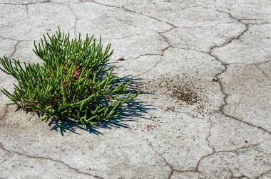 Yaygın cam kılıç, cam swort (Salicornia europaea), kurumuş tuzlu bir haliçin dibinde kırılmış yeryüzündeki tuza dayanıklı bitkiler
