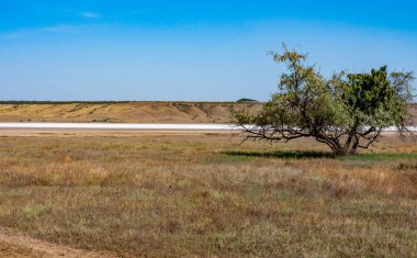 Elaeagnus commutata - Odessa bölgesindeki hiperhale Kuyalnik vadisinde gümüş ya da kurt söğüdü, tlenmeye dayanıklı ağaç