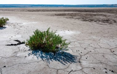 Yaygın cam kılıç, cam swort (Salicornia europaea), kurumuş tuzlu bir haliçin dibinde kırılmış yeryüzündeki tuza dayanıklı bitkiler