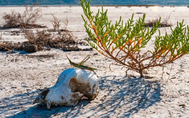 Acrida ungarica, böcek çatlamış çamurun arka planında yırtıcı bir hayvanın kafatasının üzerinde oturur.