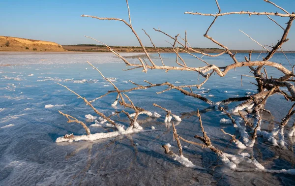stock image Self-precipitating table salt sodium chloride on the surface of dried plants at the bottom of the Kuyalnik estuary, Odessa region, Ukraine