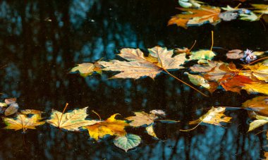 Sonbahar, sarı yapraklar suda sallanıyor, sudaki yansımalar. Sofievsky Parkı, Uman, Ukrayna