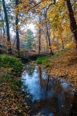 Sonbahar manzarası, Sofievsky parkında sarı yapraklı renkli ağaçlar, Uman