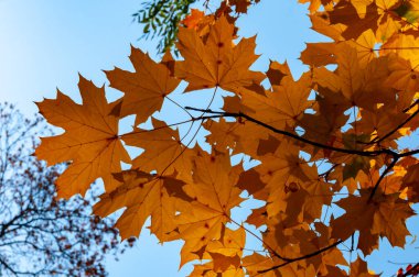 Sonbahar, sarı akçaağaç yaprakları, Sophia parkında yapraklar dökülüyor, Uman, Ukrayna