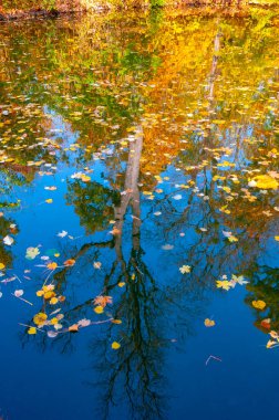 Sonbahar, sarı yapraklar suda sallanıyor, sudaki yansımalar. Sofievsky Parkı, Uman, Ukrayna
