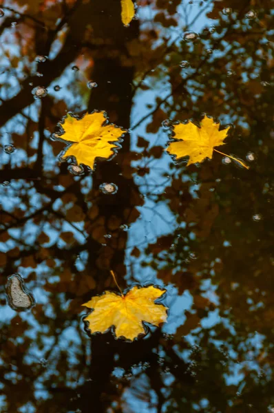 Autumn Yellow Leaves Sway Water Reflections Water Sofievsky Park Uman — Stock Photo, Image