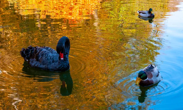 Een Zwarte Zwaan Zwemt Een Kunstmatig Meer Sophia Park Uman — Stockfoto