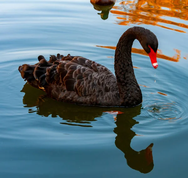 Een Zwarte Zwaan Zwemt Een Kunstmatig Meer Sophia Park Uman — Stockfoto