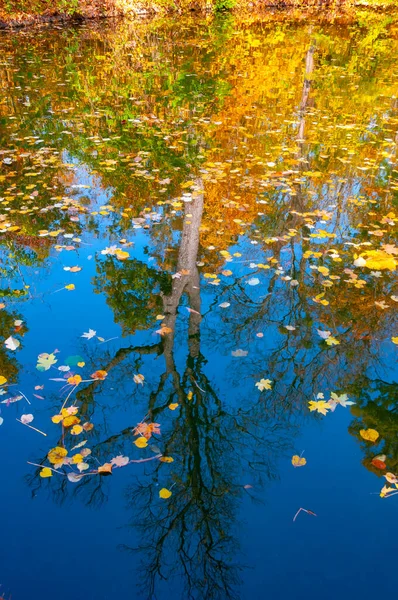 Herbst Gelbe Blätter Wiegen Sich Auf Dem Wasser Spiegelungen Wasser — Stockfoto