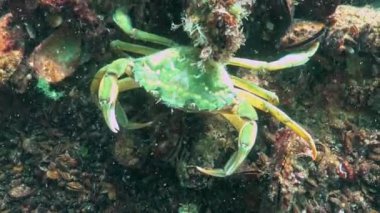 Karadeniz, Yeşil Yengeç (Carcinus aestuarii), dipte yakalanan başka bir yengeç türü yer..