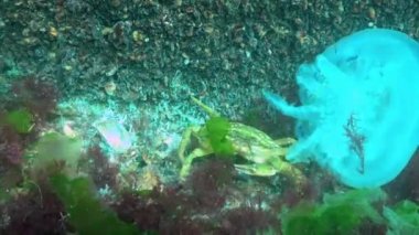 Karadeniz, Yeşil Yengeç (Carcinus aestuarii), dipte yakalanan başka bir yengeç türü yer..