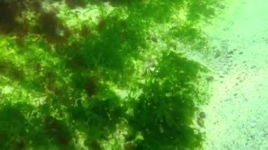 Karadeniz 'in sualtı manzarası, taşların üzerinde yeşil ve kırmızı algler.