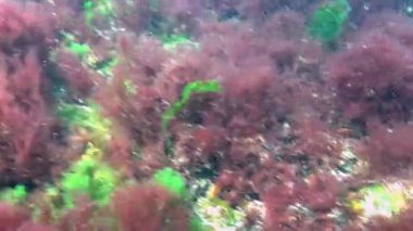 Erkek Sphynx blenny (Aidablennius sfenks), bir fırtına sırasında midyede yumurtalarla yuvayı koruyan balık.