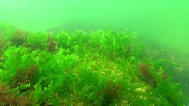 Paisagem Subaquática Mar Negro Algas Verdes Vermelhas Nas Pedras — Vídeo de Stock