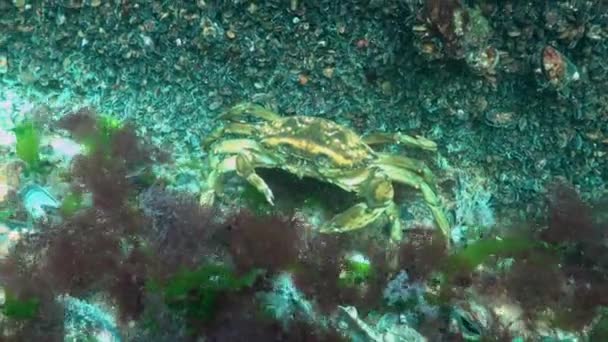 Mar Negro Nutrición Del Cangrejo Verde Carcinus Aestuarii Comiendo Otra — Vídeo de stock
