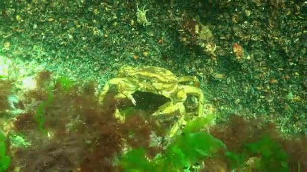 Mar Nero Nutrizione Granchio Verde Carcinus Aestuarii Mangiare Altra Specie — Video Stock