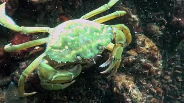 Schwarzes Meer Ernährung Der Grünen Krabbe Carcinus Aestuarii Die Eine — Stockvideo