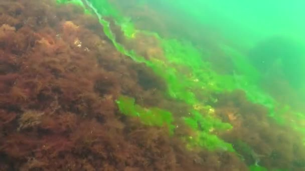Paisagem Subaquática Mar Negro Algas Verdes Vermelhas Nas Pedras — Vídeo de Stock