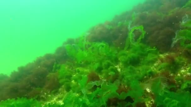 Υποβρύχια Τοπίο Της Μαύρης Θάλασσας Πράσινα Και Κόκκινα Φύκια Στις — Αρχείο Βίντεο