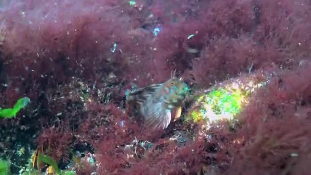 ชาย Sphynx Blenny Aidableninia Sphynx ปลาปกป องร ในหอยแมลงภ ในระหว างพาย — วีดีโอสต็อก