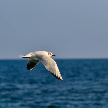 Siyah başlı martı (Chroicocephalus ridibundus) (Larus ridibundus), mavi gökyüzüne karşı martı.