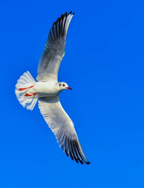 Black Headed Gull Chroicocephalus Ridibundus Larus Ridibundus Seagull Blue Sky — Stock Photo, Image