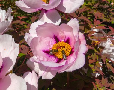 Bal arıları bir şakayığın kırmızı çiçeklerinde nektar ve polen toplarlar.