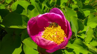 Honey bees collect nectar and pollen in the red flowers of a garden peony