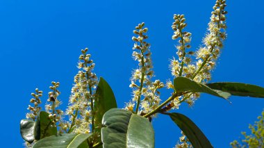 Prunus laurocerasus, ayrıca kiraz defne olarak da bilinir, yaygın defne.