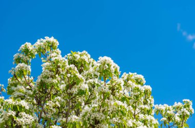 Mavi gökyüzüne karşı çiçek açan armut ağacı, Ukrayna