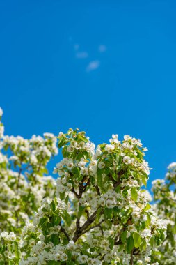 Mavi gökyüzüne karşı çiçek açan armut ağacı, Ukrayna