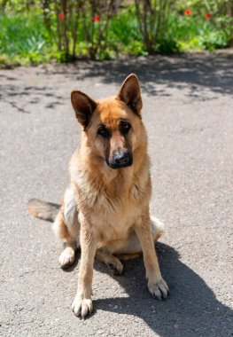 Doğu Avrupalı bir çoban köpeğinin portresi, dişi köpek sahibine bakar