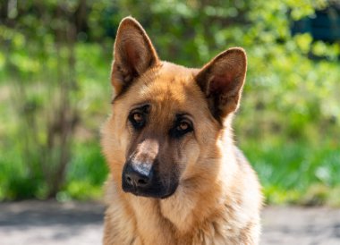 Doğu Avrupalı bir çoban köpeğinin portresi, dişi köpek sahibine bakar