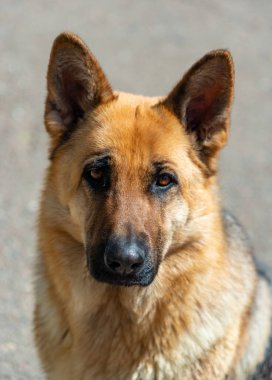 Doğu Avrupalı bir çoban köpeğinin portresi, dişi köpek sahibine bakar