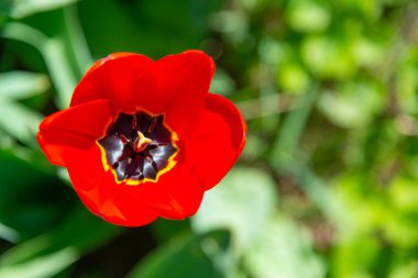 Yakın plan, kırmızı lale. Parlak erkeksi ve siyah erkekli. Ukrayna.