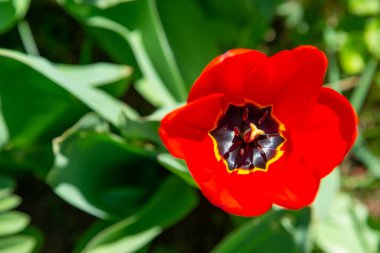 Yakın plan, kırmızı lale. Parlak erkeksi ve siyah erkekli. Ukrayna.