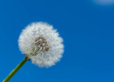Mavi gökyüzüne karşı pofuduk karahindiba (Taraxacum officinale), Ukrayna