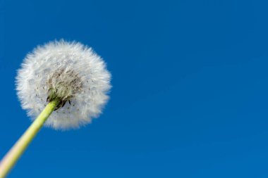 Mavi gökyüzüne karşı pofuduk karahindiba (Taraxacum officinale), Ukrayna