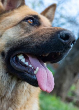 Doğu Avrupalı bir çoban köpeğinin portresi, kırmızı dilli dişi bir köpek