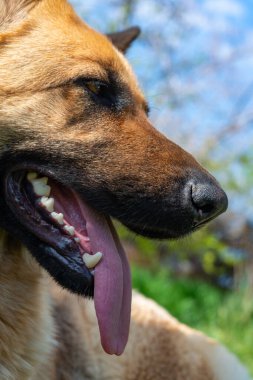 Doğu Avrupalı bir çoban köpeğinin portresi, kırmızı dilli dişi bir köpek