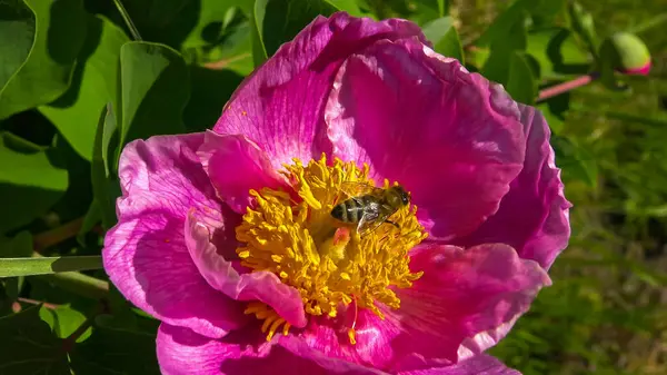 Honey bees collect nectar and pollen in the red flowers of a garden peony