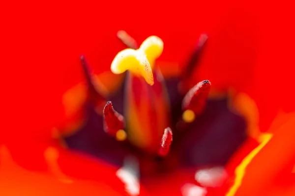 Primer Plano Tulipán Rojo Con Pistilo Brillante Estambres Negros Ucrania —  Fotos de Stock
