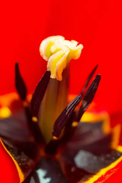 Close Red Tulip Bright Pistil Black Stamens Ukraine — Stock Photo, Image